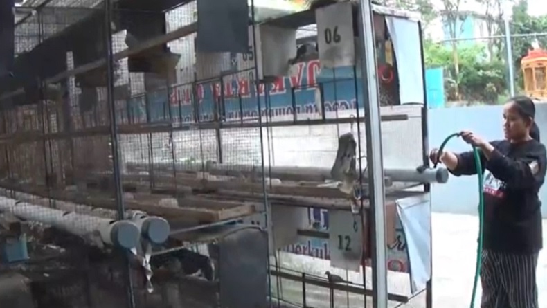 Kisah IRT Sukses Ternak Burung, Berawal Ngurus Peliharaan Suami Kini Miliki Ratusan Ekor