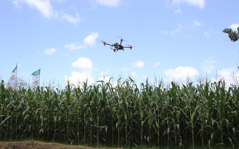 Petani NTB Panen Perdana Jagung Bioteknologi, Pendapatan Meningkat 30 Persen - Bagian 5