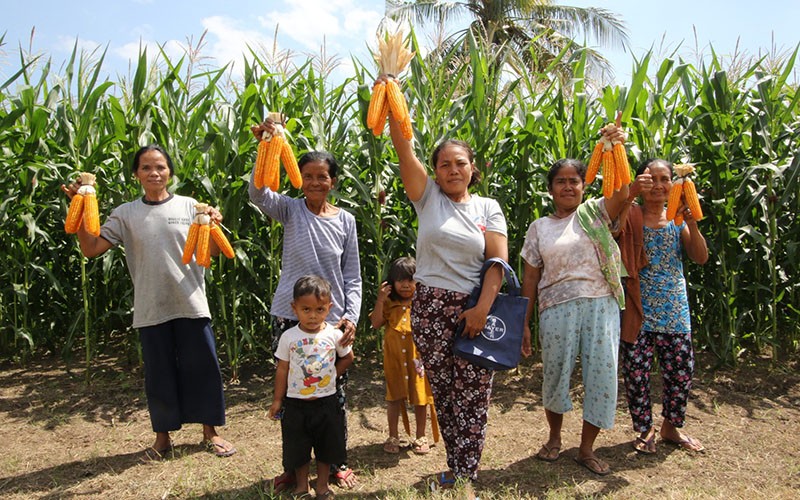 Petani NTB Panen Perdana Jagung Bioteknologi, Pendapatan Meningkat 30 Persen - Bagian 2