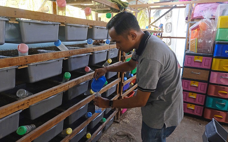 Peternak Asal Pontianak Raup Untung dari Jual Hamster ke Malaysia - Bagian 2