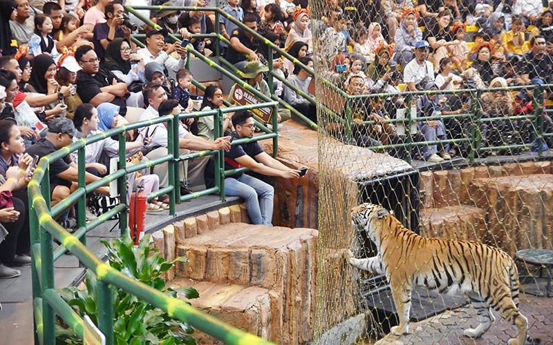 Atraksi Si Raja Rimba saat Peringatan Hari Harimau Internasional 2023 - Bagian 1