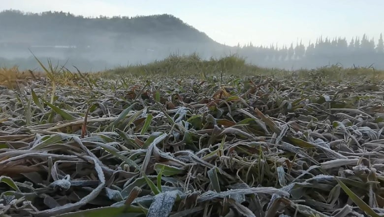 Suhu di Dieng Sentuh Minus 3,5 Derajat Celsius, Rerumputan Tertutup Embun Es