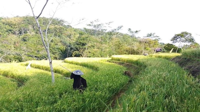 title Sungai Cidahu Mengering, Persawahan di Jampangtengah Sukabumi Terancam Gagal Panen Sungai Cidahu Mengering, Persawahan di Jampangtengah Sukabumi Terancam Gagal Panen