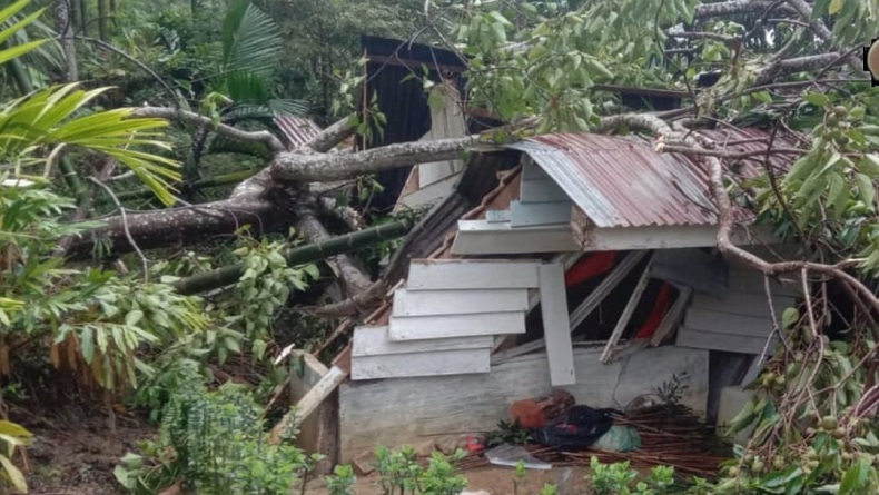 Pohon Tumbang Timpa Rumah di Madina, 4 Orang Tewas 4 Luka-Luka