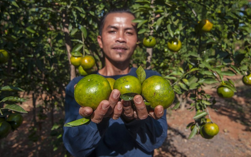 Petani Panen 15 Kuintal Jeruk Siam Madu di Boyolali - Bagian 2