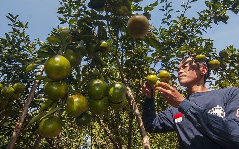 Petani Panen 15 Kuintal Jeruk Siam Madu di Boyolali - Bagian 1