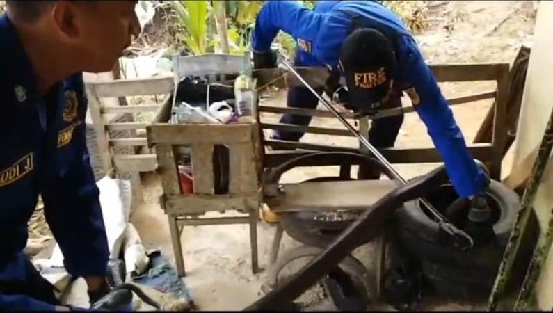 Menegangkan, Petugas Damkar Banjarnegara Berjibaku Evakuasi King Kobra
