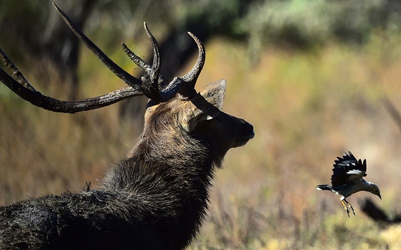 Populasi Burung Jalak Putih Kritis, Tersisa Kurang dari 250 Ekor di Alam Liar - Bagian 2