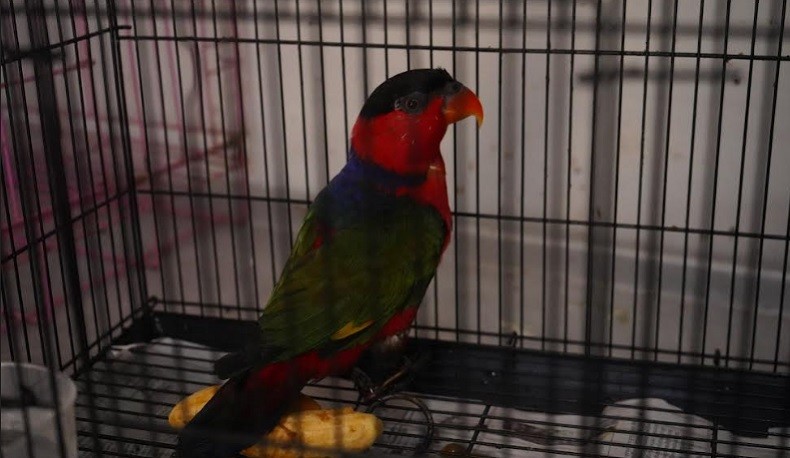 Karantina Ternate Gagalkan Penyelundupan Burung Nuri Kepala Hitam Dibawa Penumpang KM Labobar