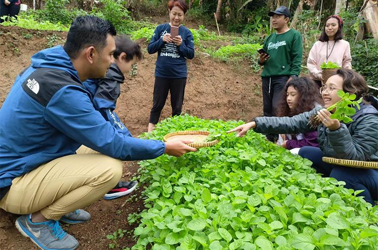 GKR Bendara Terpikat Paket Wisata Pertanian di Deswita Gerbosari Kulonprogo 