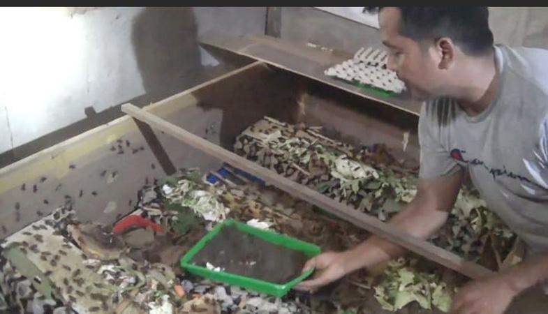 Manfaatkan Ruang Sempit, Warga Banjarnegara Sukses Bisnis Telur Jangkrik Beromzet Jutaan Rupiah