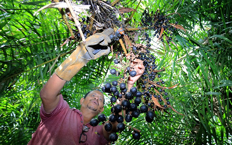 Petani Aceh Barat Panen Buah Rotan, Siap Diekspor ke Hong Kong hingga China - Bagian 2