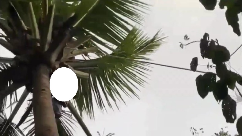 Warga Kawalu Tasikmalaya Geger, Kakek Dodi Tewas di Atas Pohon Kelapa