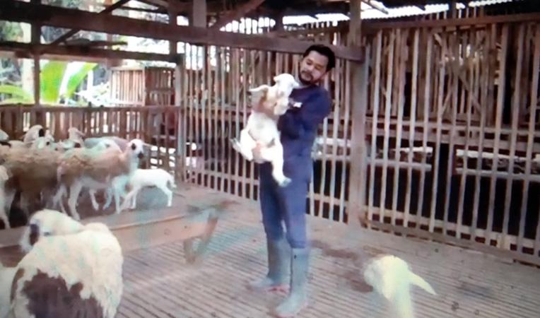 Inspiratif, Pemuda di Magelang Ini Punya Ribuan Domba hingga Buka Sekolah Petani Milenial