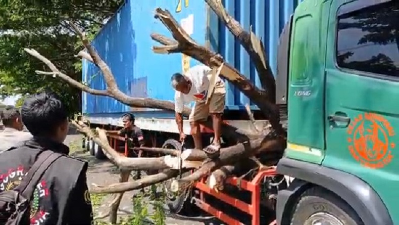 Pohon Tumbang Timpa Truk Kontainer Di Pantura Cirebon Jalur Ke Jakarta Sempat Macet 6771