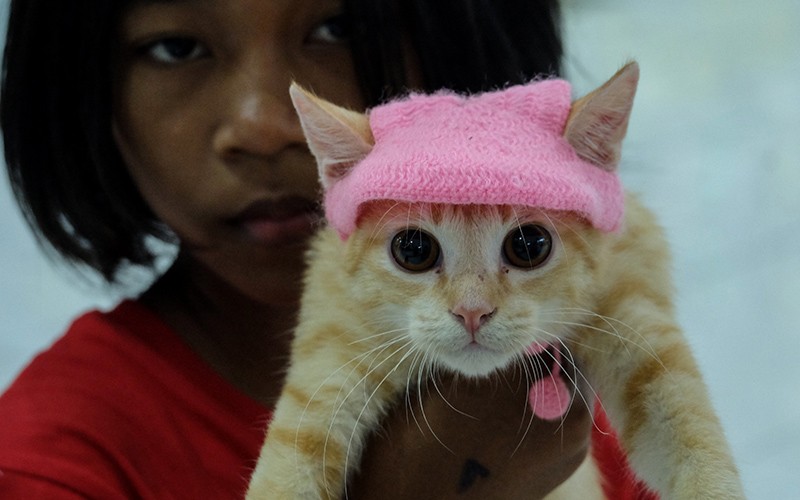 Peringatan Hari Kucing Sedunia di Solo - Bagian 1