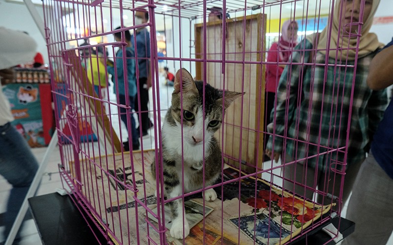 Peringatan Hari Kucing Sedunia di Solo - Bagian 2