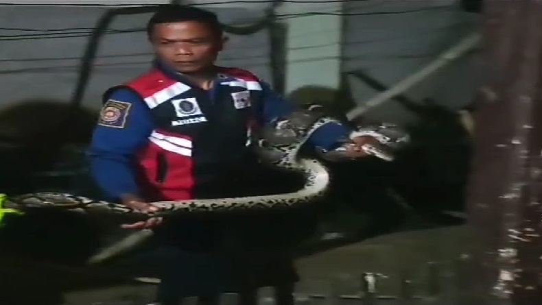 Warga Samarang Garut Geger, Ular Piton 3 Meter Sembunyi di Kandang Ayam