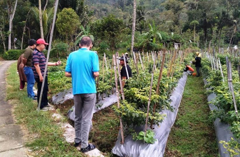 Pupuk Organik Peneliti Faperta Unej Dongkrak Produktivitas Cabai di Trenggalek, Hasilnya Mampu 35 Kali Panen