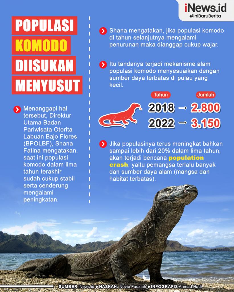 Infografis Populasi Komodo Dikabarkan Menyusut, Begini Penjelasan Badan Pariwisata Otorita Labuan Bajo Flores 