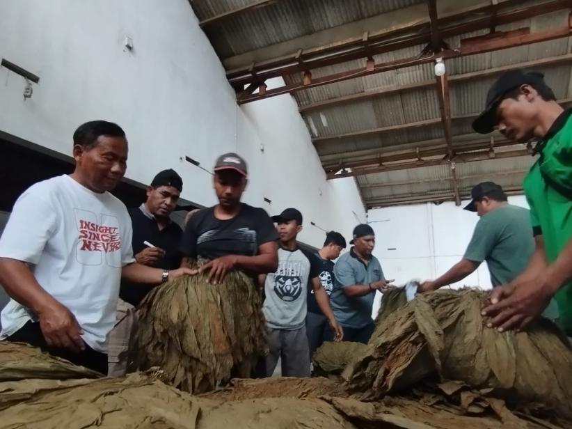 Tembakau Mahal, Petani di Jember Tetap Merugi karena Gagal Panen