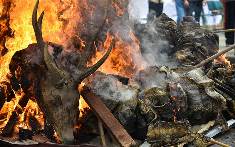 Barbuk Satwa Dilindungi Dibakar, Ada 46 Buah Kulit Harimau Sumatera - Bagian 1