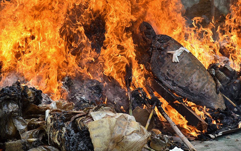 Barbuk Satwa Dilindungi Dibakar, Ada 46 Buah Kulit Harimau Sumatera - Bagian 2