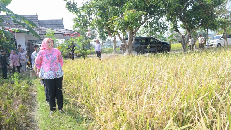 Purwakarta Sukses Panen Padi Nutri Zinc Antistunting, Produksi 11.090 Ton GKG