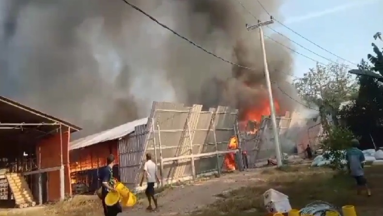 Puluhan Ribu Ekor Anak Ayam Mati Terbakar di Palasah Majalengka