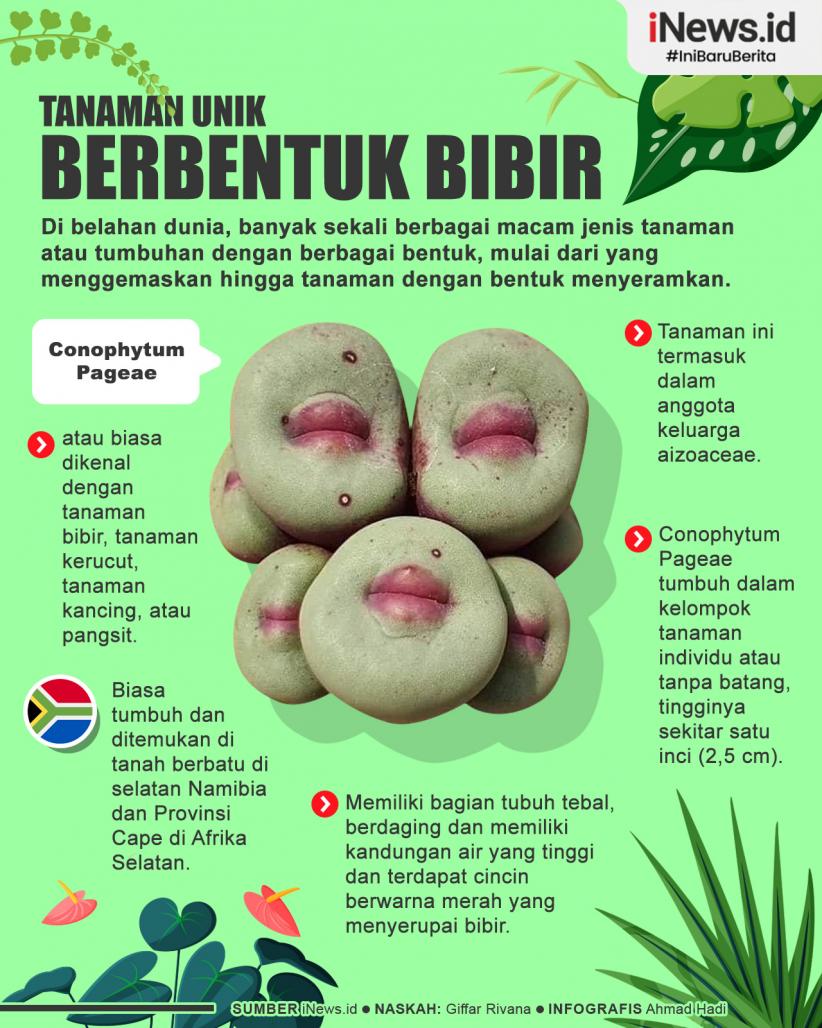 Infografis Conophytum Pageae, Tanaman Unik yang Memiliki Bentuk seperti Bibir
