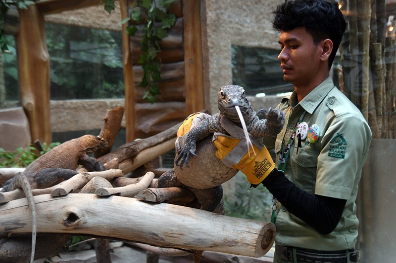 6 Komodo Lahir di Bogor Akan Dilepas ke Habitat Asli - Bagian 2