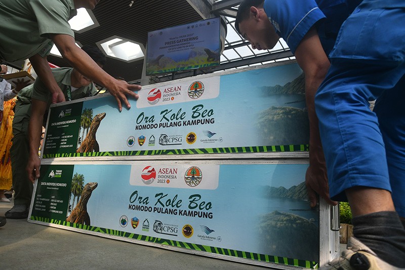 6 Komodo Lahir di Bogor Akan Dilepas ke Habitat Asli - Bagian 3