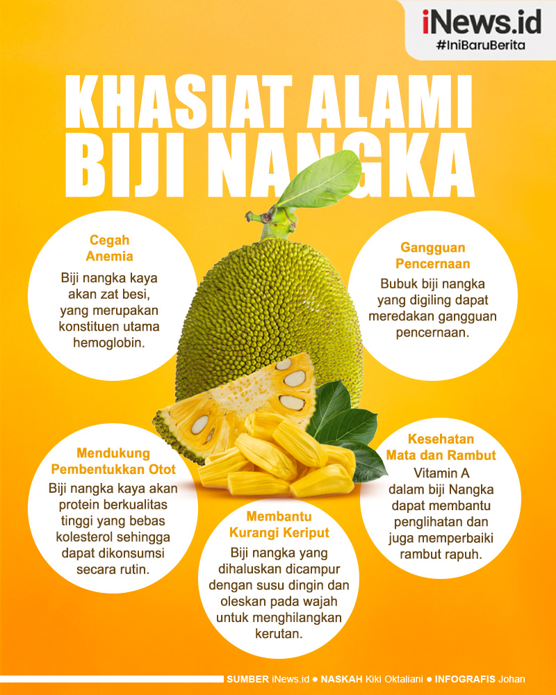 Infografis Khasiat Alami Biji Nangka Untuk Kesehatan Tubuh