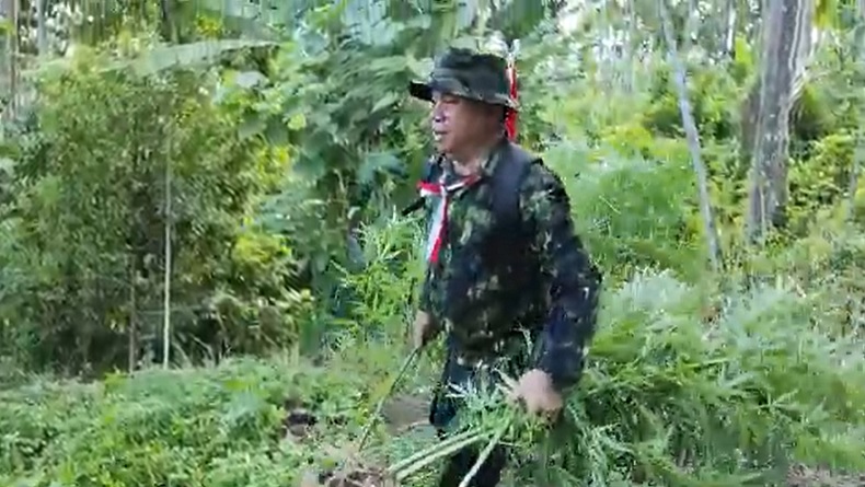 title BNN Temukan 4,5 Hektare Ladang Ganja Siap Panen di Aceh Utara, Tersebar di 11 Titik BNN Temukan 4,5 Hektare Ladang Ganja Siap Panen di Aceh Utara, Tersebar di 11 Titik