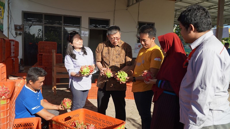 Kolaborasi Astra melalui YDBA dengan Polbangtan Malang Bina Petani Buah Naga - Bagian 4