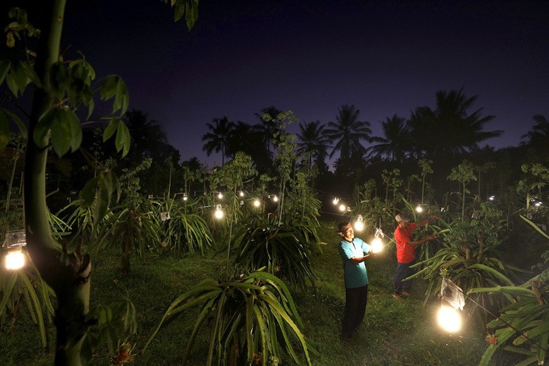 Kolaborasi Astra melalui YDBA dengan Polbangtan Malang Bina Petani Buah Naga - Bagian 2