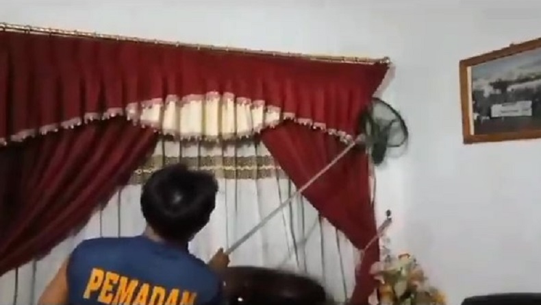 title Bikin Panik, 2 Ekor Rakun Masuk Rumah di Palangka Raya, Tim Damkar Turun Tangan Bikin Panik, 2 Ekor Rakun Masuk Rumah di Palangka Raya, Tim Damkar Turun Tangan