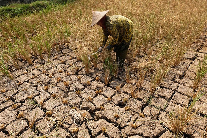 Petani Magelang Gagal Panen Padi akibat Musim Kemarau - Bagian 2