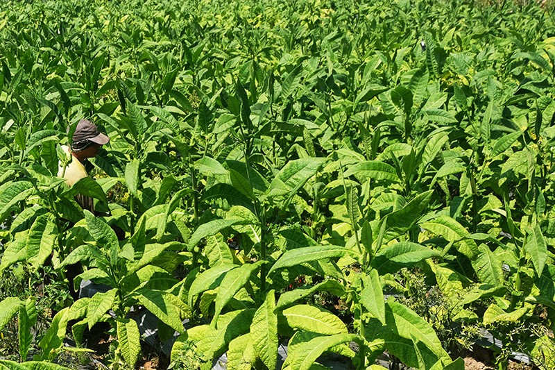 Senyum Petani Temanggung Panen Tembakau dengan Kualitas Baik - Bagian 2
