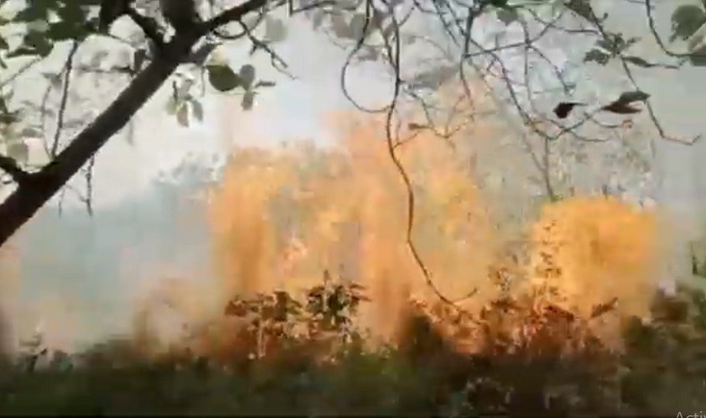 3 Ha Hutan Jati di Bojonegoro Terbakar, Diduga akibat Ulah Oknum Tak Bertanggung Jawab  