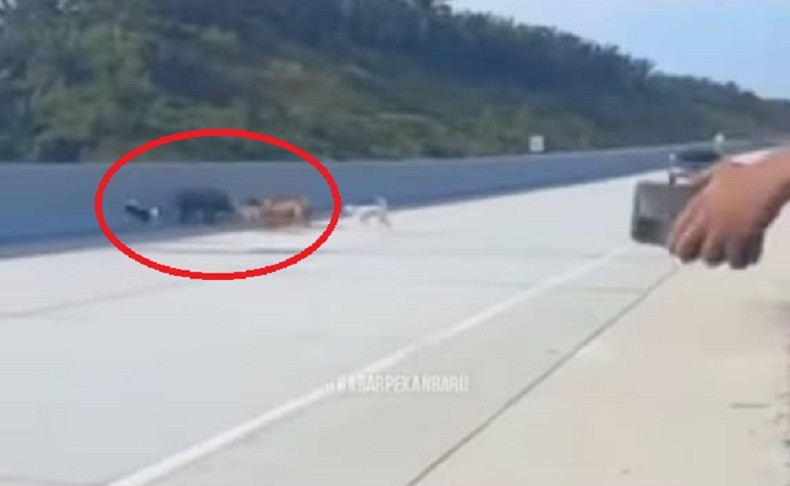 Viral Anjing Pemburu Masuk Tol Pekanbaru Kejar Babi Hutan, Arus Kendaraan Terganggu