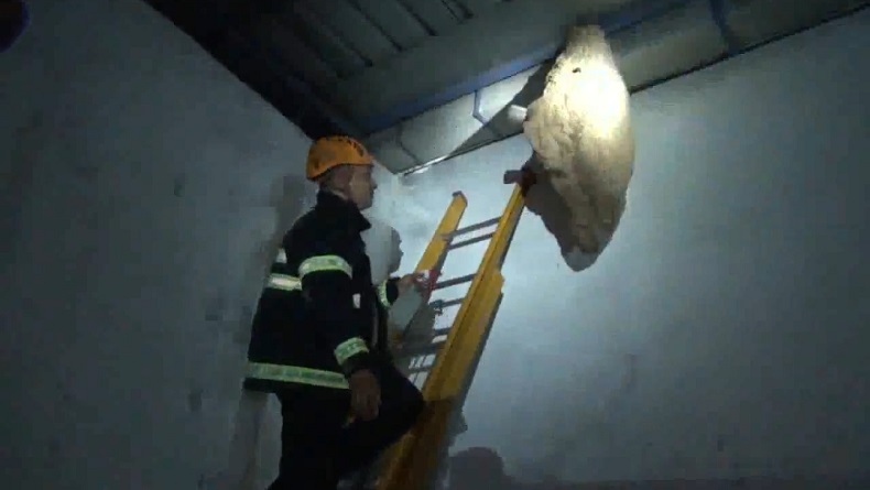 Tawon Vespa Bersarang di Plafon Pabrik Padalarang KBB, Pekerja Resah