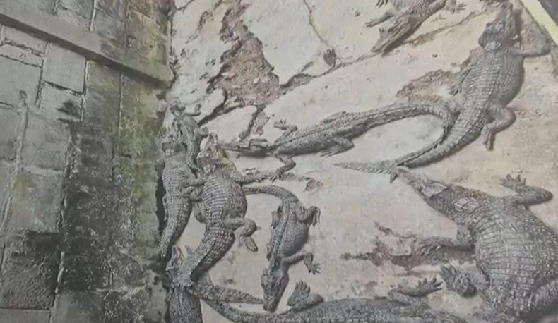 Ngeri! Warga OKI Pelihara 58 Buaya di Rumah, Bikin Tetangga Ketakutan