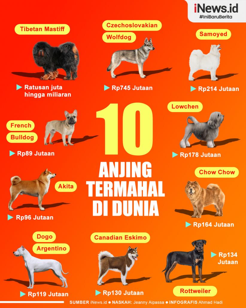 Infografis Deretan 10 Anjing Termahal di Dunia