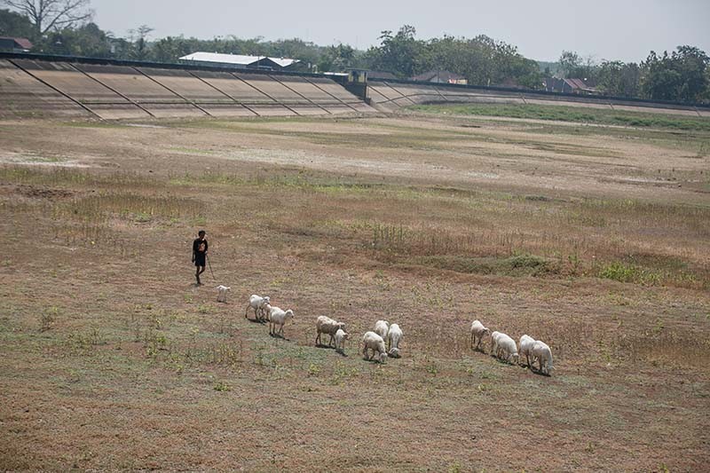 Waduk Botok Sragen Kering, 2.488 Hektare Sawah Terancam Gagal Panen - Bagian 2