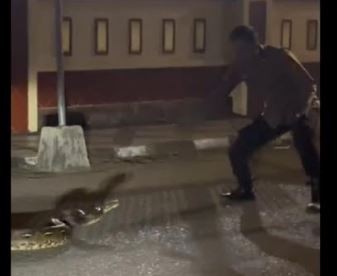 Ular Piton 7 Meter Nyaris Masuk Polres Sinjai, Petugas Dibuat Panik