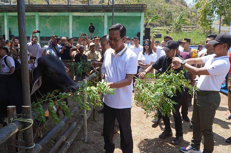 Keraton Yogyakarta Tawarkan Tanah Sultan Ground kepada PLN untuk Ditanami Indigovera