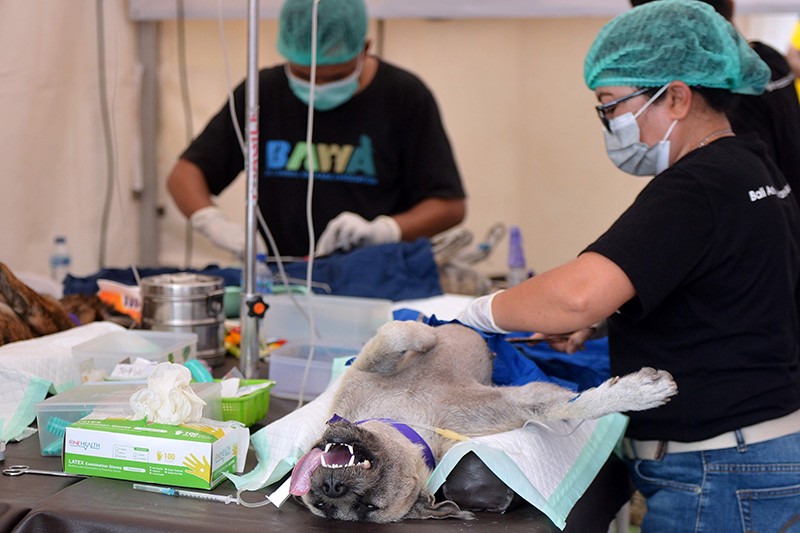 Cegah Rabies, Ratusan Hewan Peliharaan Ikuti Sterilisasi dan Vaksinasi Gratis - Bagian 1