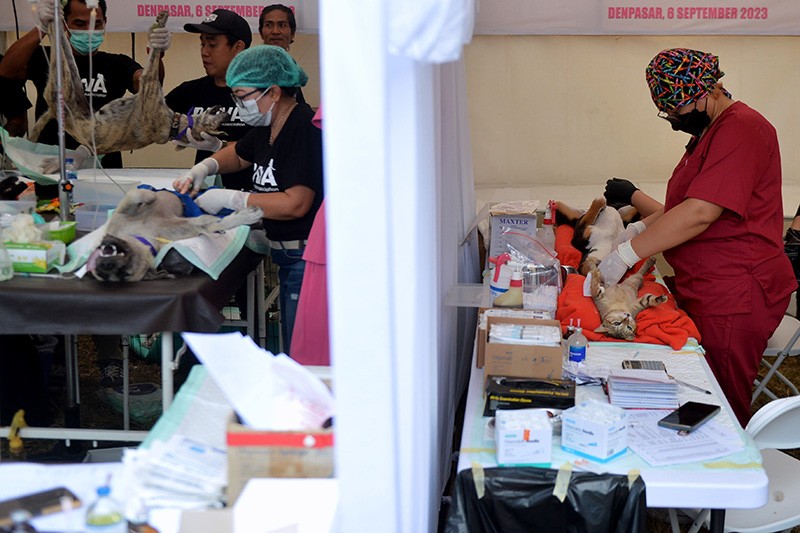 Cegah Rabies, Ratusan Hewan Peliharaan Ikuti Sterilisasi dan Vaksinasi Gratis - Bagian 2