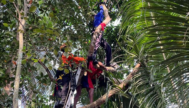 Hendak Panen Jengkol, Warga Magelang Tewas Tersangkut di Atas Pohon 